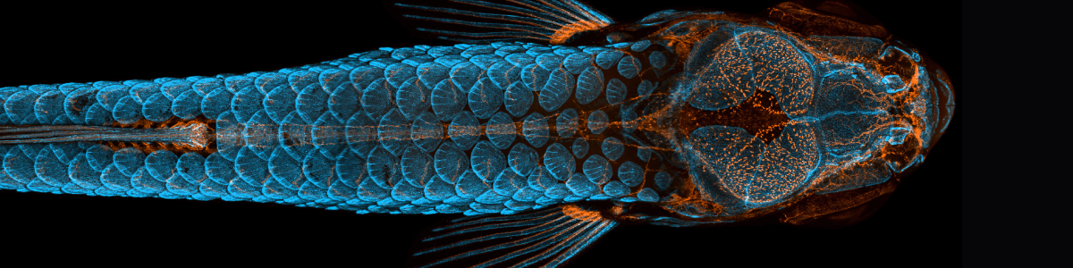 NIH zebrafish research included in U.S. Postal Service's “Life Magnified”  stamps